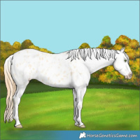 Horse Color:Gold Champagne Dun Appaloosa 