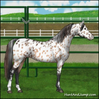 Horse Color:Bay Appaloosa  and Bay Dun Appaloosa 