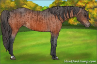 Horse Color:Bay Appaloosa  and Bay Appaloosa 