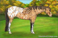 Horse Color:Bay Appaloosa  and Buckskin Appaloosa