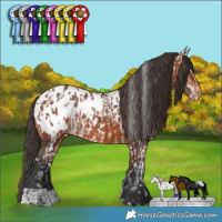 Horse Color:Bay Appaloosa  and Bay Appaloosa 