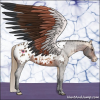 Horse Color:Brown Appaloosa  and Buckskin Appaloosa 