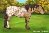 Horse Color:Bay Appaloosa and Amber Champagne Appaloosa