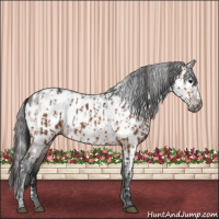 Horse Color:Bay Appaloosa  and Gray Bay Appaloosa 