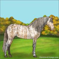 Horse Color:Buckskin Appaloosa  and Buckskin Appaloosa Rabicano 