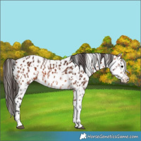 Horse Color:Bay Appaloosa and Bay Splash Appaloosa
