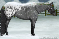 Horse Color:Blue Roan Appaloosa 