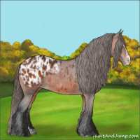 Horse Color:Bay Appaloosa  and Bay Splash Appaloosa 