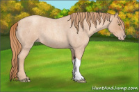 Horse Color:Gold Champagne Roan 
