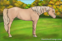 Horse Color:Gold Champagne 