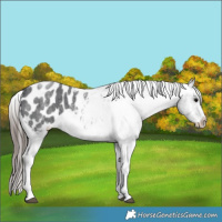 Horse Color:White Spotted Blue Roan Splash Frame Appaloosa 