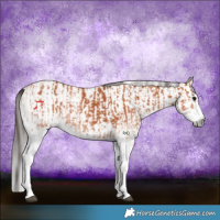 Horse Color:White Spotted Bay Splash  and Gray White Spotted Bay Splash 