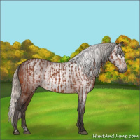 Horse Color:Silver Bay and Gray Silver Bay