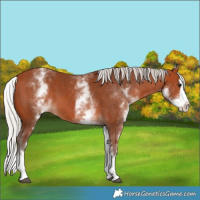 Horse Color:White Spotted Silver Bay Splash 