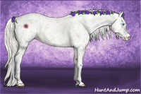 Horse Color:Cremello Appaloosa 