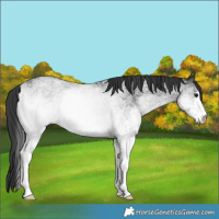 Horse Color:White Spotted Blue Roan Rabicano  and White Spotted Blue Roan Rabicano 