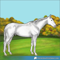 Horse Color:Gray Silver Amber Cream Champagne Roan Dun Splash Tobiano Frame Appaloosa Rabicano