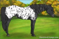 Horse Color:Black Appaloosa 