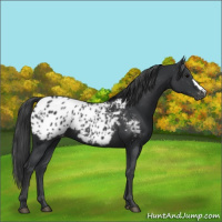 Horse Color:Black Appaloosa 