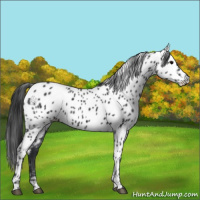 Horse Color:Black Appaloosa 