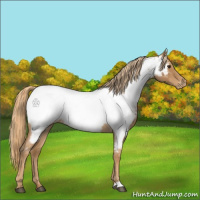 Horse Color:Red Roan Appaloosa