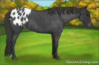 Horse Color:Blue Roan Appaloosa 