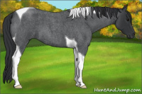 Horse Color:Blue Roan Tobiano 