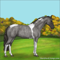 Horse Color:Smoky Blue Roan Tobiano 