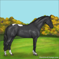 Horse Color:Blue Roan Tobiano 