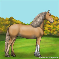 Horse Color:Palomino 