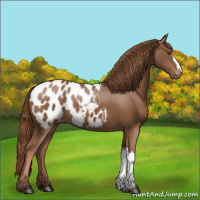 Horse Color:Chestnut Appaloosa 