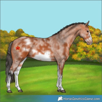 Horse Color:White Spotted Bay Sabino Frame 