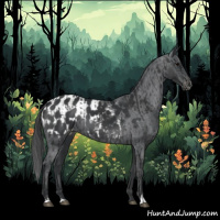 Horse Color:Black  and Black Blanket 