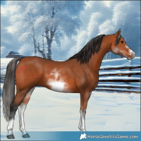 Horse Color:White Spotted Bay Sabino Frame 