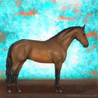 Horse Color:Buckskin 