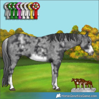 Horse Color:White Spotted Black Sabino Frame