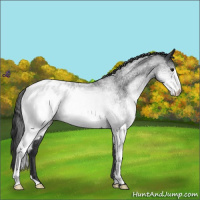 Horse Color:White Spotted Blue Roan Appaloosa 