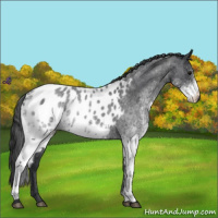 Horse Color:White Spotted Blue Roan Appaloosa 