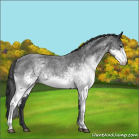 Horse Color:White Spotted Blue Roan Appaloosa 