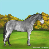 Horse Color:White Spotted Blue Roan Blanket 