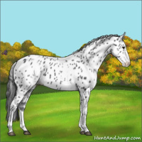 Horse Color:White Spotted Blue Roan Leopard 