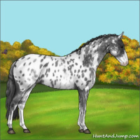Horse Color:White Spotted Blue Roan Appaloosa 