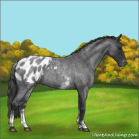 Horse Color:White Spotted Blue Roan Appaloosa 