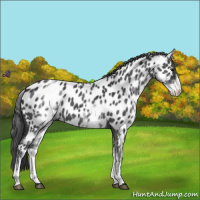 Horse Color:White Spotted Blue Roan Near Leopard 