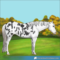 Horse Color:Black Appaloosa 