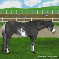 Horse Color:White Spotted Black Sabino Frame 