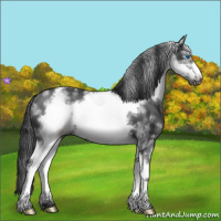 Horse Color:White Spotted Black Sabino Frame 