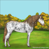 Horse Color:White Spotted Blue Roan Frame Rabicano  and White Spotted Red Roan Frame Rabicano 