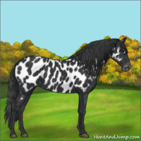 Horse Color:Black Appaloosa 