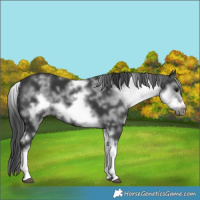 Horse Color:White Spotted Black Sabino Frame 